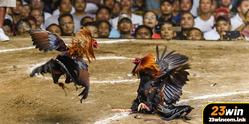 Top 8 Trường Gà Nổi Tiếng Tại 23Win