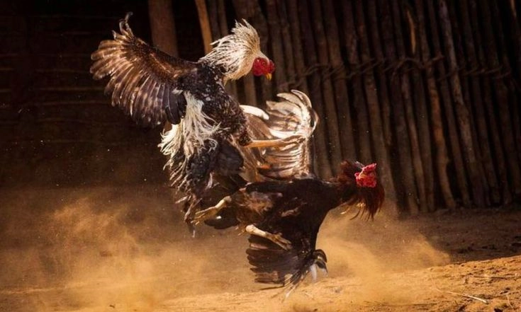 Chiến thuật cá cược đá gà Thomo chuyên nghiệp